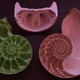 3D-printed ammonite shell (left) and nautilus shell (right) show their respective complexities.